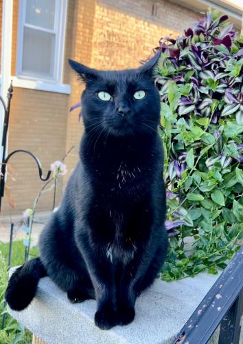 Lost Male Cat last seen Birchdale and Diversey , Elmwood Park, IL 60707