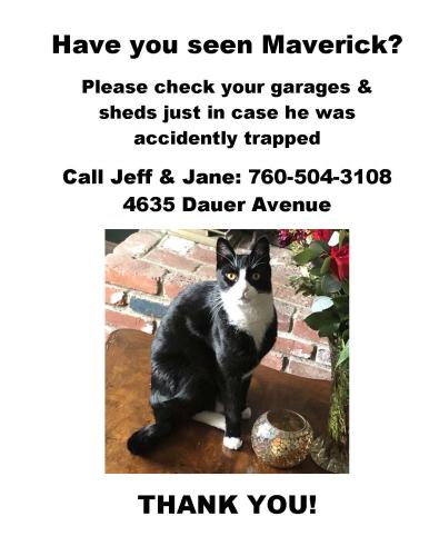 Lost Male Cat last seen Dauer Avenue , La Mesa, CA 91942