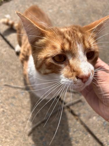 Found/Stray Unknown Cat last seen Reston Pkwy & Bennington Woods, Reston, VA 20190