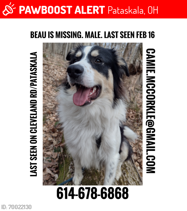 Lost Male Dog last seen Cleveland and Mink , Pataskala, OH 43062