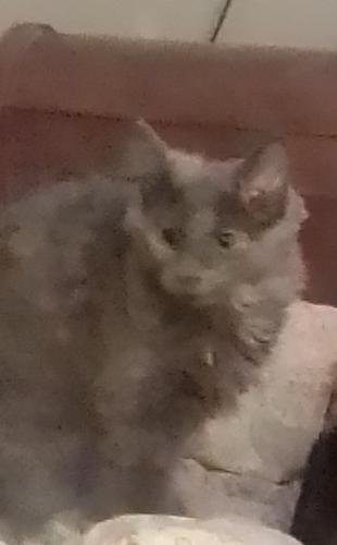 Lost Female Cat last seen 2nd and dollar general store on bentreedrive, Owensboro, KY 42301