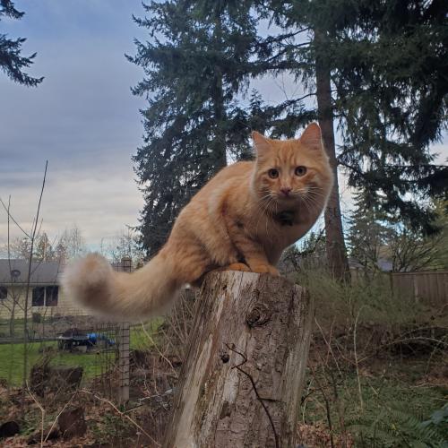 Lost Male Cat last seen 164th and se 45th, Issaquah, WA 98027