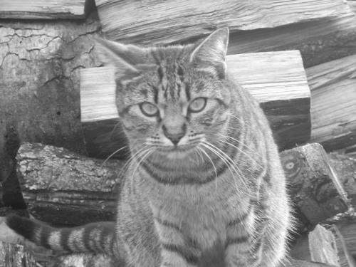 Lost Female Cat last seen in front of petco, Corvallis, OR 97330