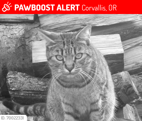 Lost Female Cat last seen in front of petco, Corvallis, OR 97330
