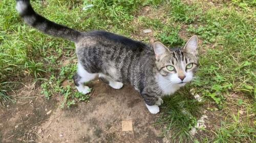 Lost Female Cat last seen NavatilRd, Willington, CT 06279