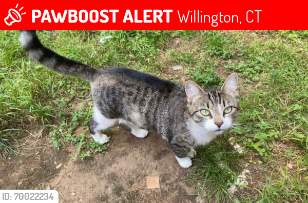 Lost Female Cat last seen NavatilRd, Willington, CT 06279