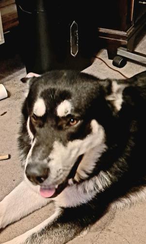 Lost Male Dog last seen Butterfield Coach and Robinson, Springdale, AR 72764