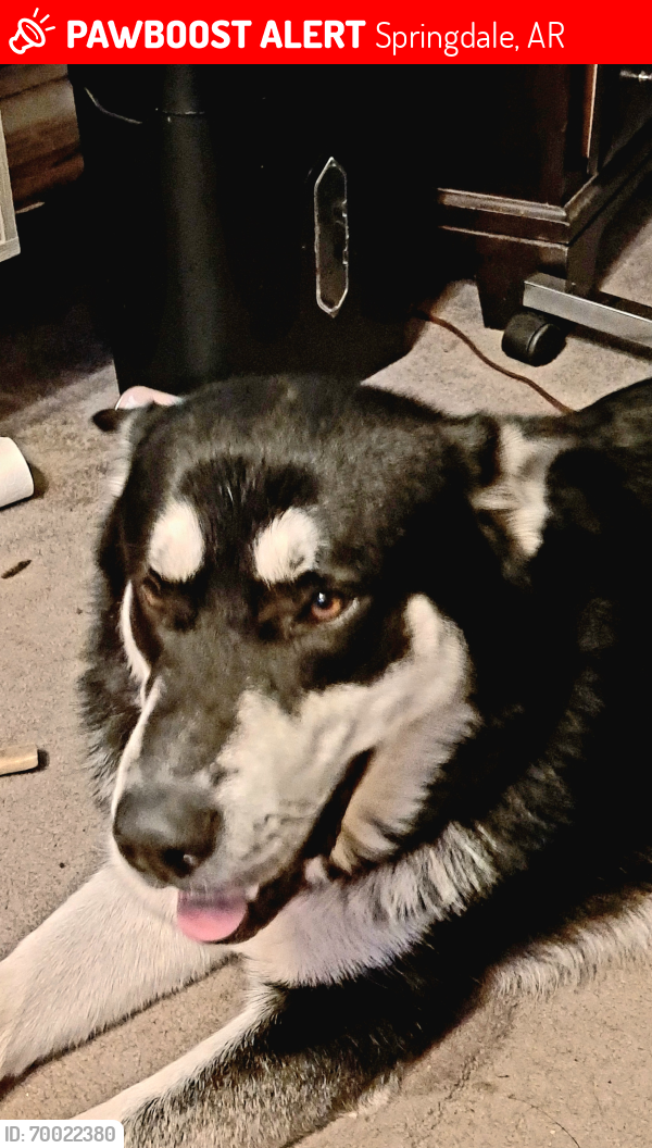 Lost Male Dog last seen Butterfield Coach and Robinson, Springdale, AR 72764