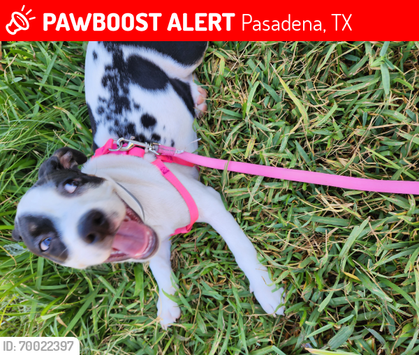 Lost Female Dog last seen Jackson and Thomas , Pasadena, TX 77506