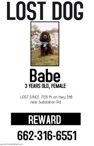 Lost Female Dog last seen Hwy 348 and Substation Rd. , New Albany, MS 38652