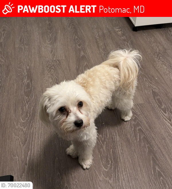 Lost Male Dog last seen Near Willowbrook Dr, Potomac, MD 20854