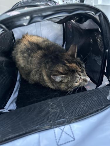 Lost Female Cat last seen Hilton hotels, Anchorage, AK 99503