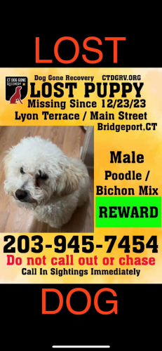 Lost Male Dog last seen Washington blvd, main st, Boston Ave central st , Bridgeport, CT 06604