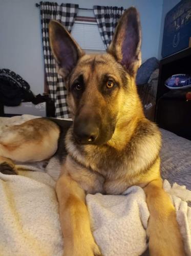 Lost Male Dog last seen E Willard st and South brotherton, Muncie, IN 47302