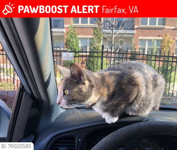 Lost Female Cat last seen Randolph & Monroe st, Fairfax, VA 22030