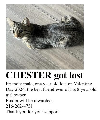 Lost Male Cat last seen Detroit Shoreway on Herman Ave near the bike path, Cleveland, OH 44102