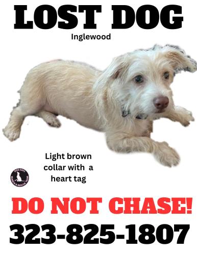 Lost Female Dog last seen LaCienega and Florence, Inglewood, CA 90302