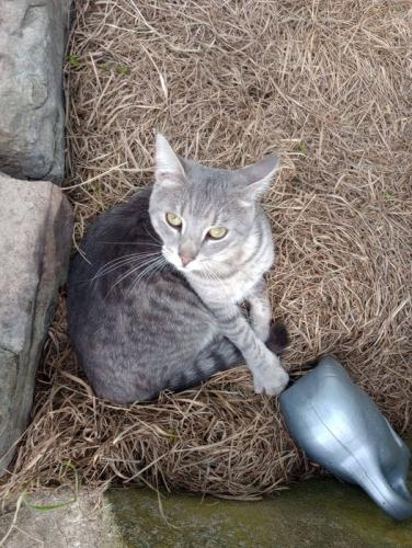 Lost Male Cat last seen Farm with Red Barn, Pine Grove, PA 17963