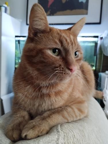 Lost Male Cat last seen Rothsay Road, Greater London, England E7 8LY
