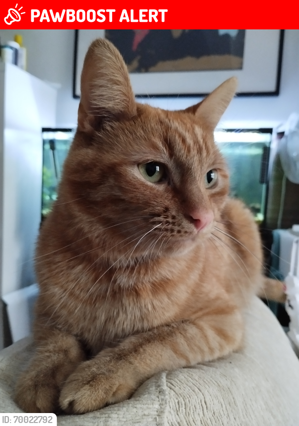 Lost Male Cat last seen Rothsay Road, Greater London, England E7 8LY