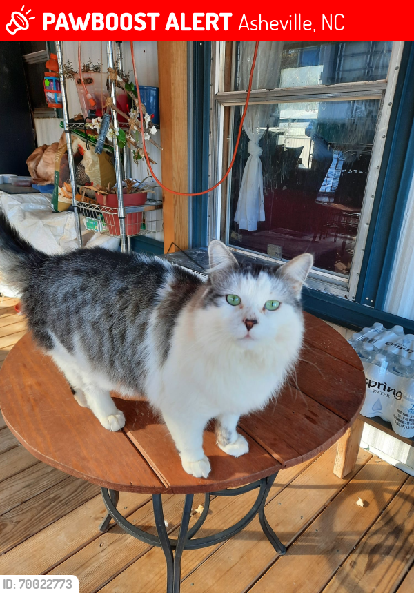 Lost Male Cat last seen Eliada  RD, Asheville, NC 28806