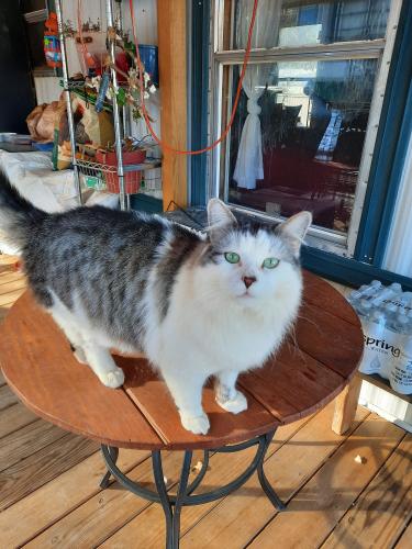 Lost Male Cat last seen Eliada  RD, Asheville, NC 28806