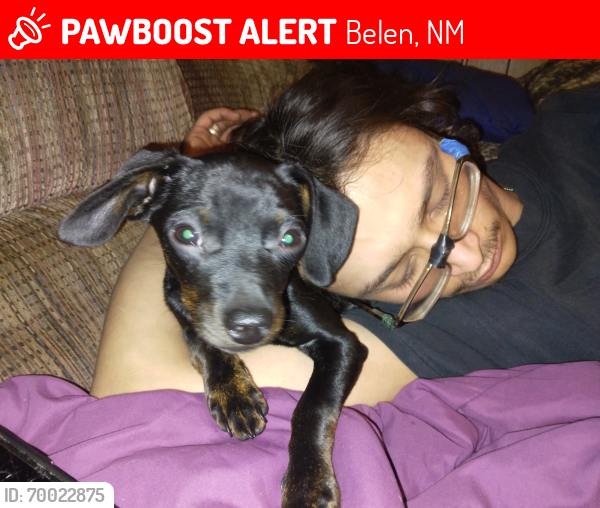 Lost Male Dog last seen Belen and los Lunas , Belen, NM 87002