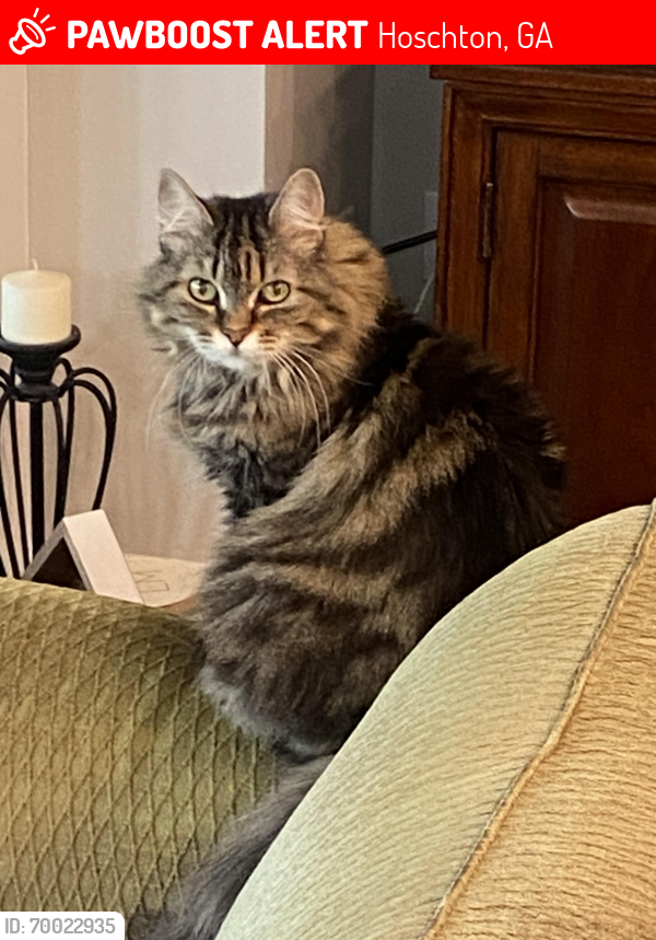 Lost Female Cat last seen Cresswind at Twin Lakes at Peachtree/Covered Bridge Rd, Hoschton, GA 30548