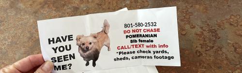 Lost Female Dog last seen Rittenhouse and south village loop , Queen Creek, AZ 85142