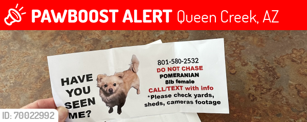 Lost Female Dog last seen Rittenhouse and south village loop , Queen Creek, AZ 85142