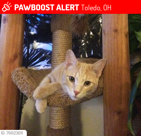 Lost Male Cat last seen bateman street and florence, Toledo, OH 43605