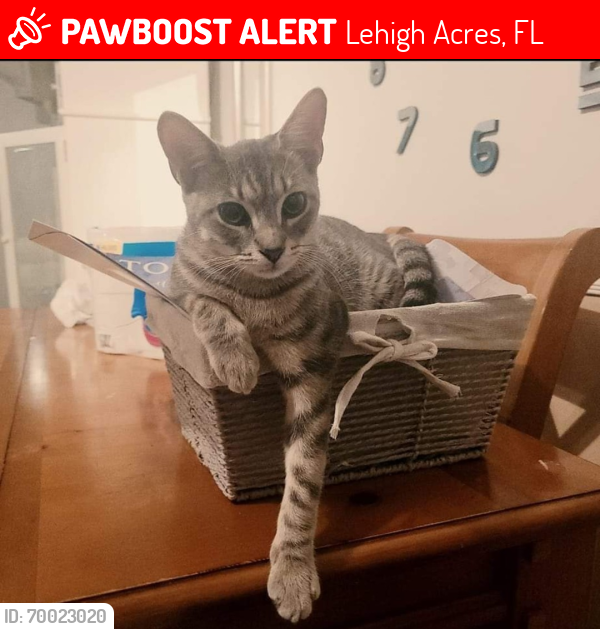 Lost Female Cat last seen Richmond and Oakside , Lehigh Acres, FL 33936