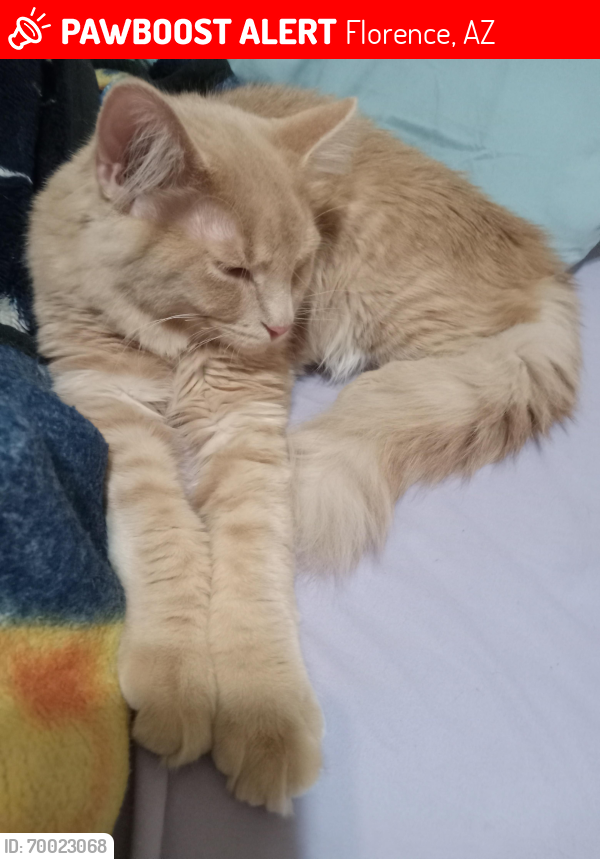Lost Male Cat last seen Oasis at magic ranch community off of Hunt hwy in Florence , Florence, AZ 85132