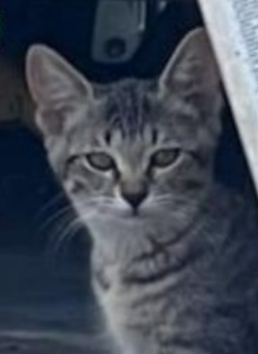Lost Female Cat last seen Near Michigan Ave, Kissimmee, FL 34744, Kissimmee, FL 34744