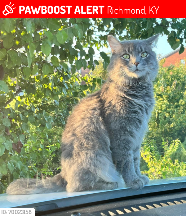 Lost Male Cat last seen Behind Cook Out, Richmond, KY 40475