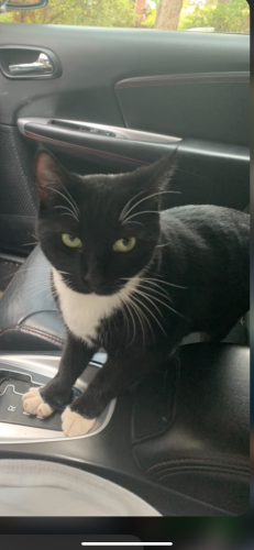 Lost Female Cat last seen Middleton road Anderson sc 29624, Anderson County, SC 29624