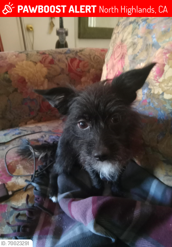 Lost Female Dog last seen Walnut Ave and Myrtle Ave, North Highlands, CA 95841