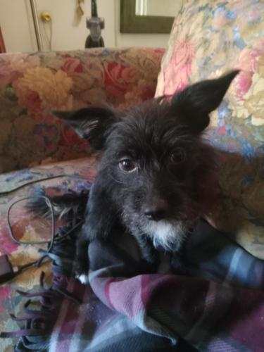 Lost Female Dog last seen Walnut Ave and Myrtle Ave, North Highlands, CA 95841