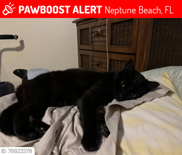Lost Female Cat last seen Near Jarboe Park, Neptune Beach, FL 32266