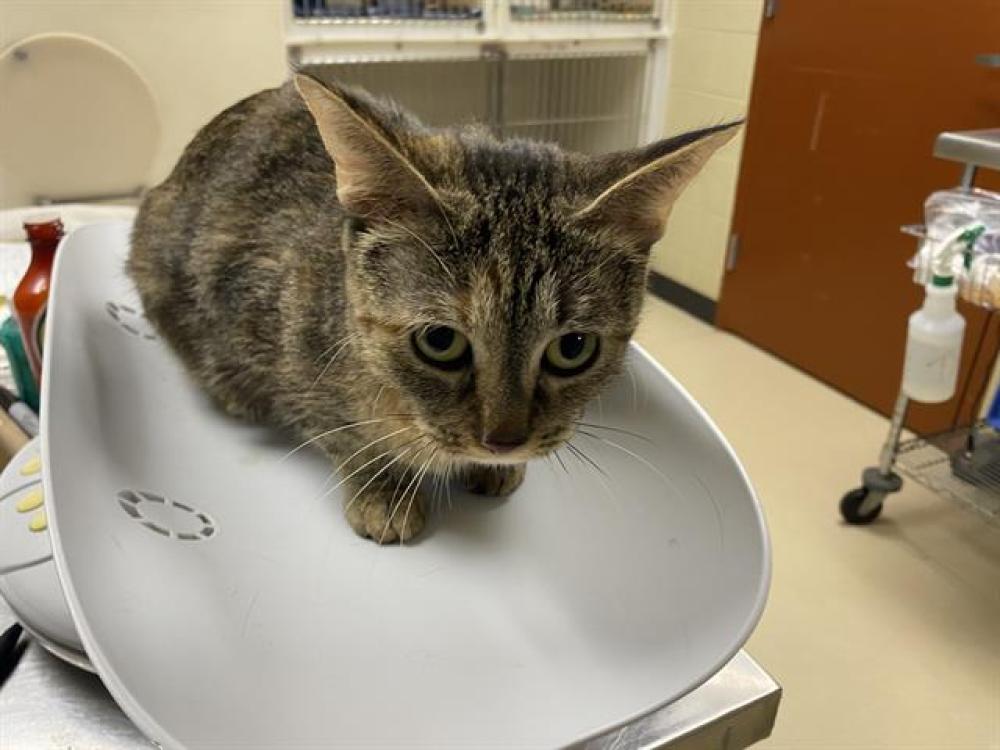 Shelter Stray Female Cat last seen Near BLOCK S 60TH ST, West Milwaukee, WI 53215