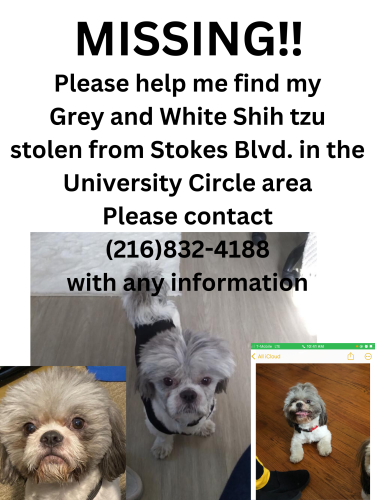 Lost Male Dog last seen Euclid and Stokes Blvd, Cleveland, OH 44106