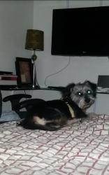 Reunited Male Dog last seen 14th st and hill st by Grand Prairie Colligiate Institute, Grand Prairie, TX 75050