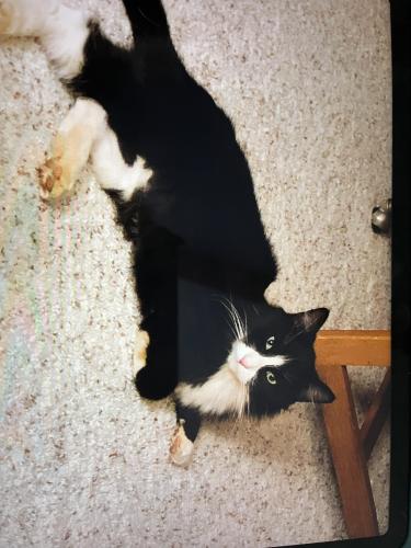 Lost Male Cat last seen Granada & Meadowview off Airport Rd, Redding, CA 96002