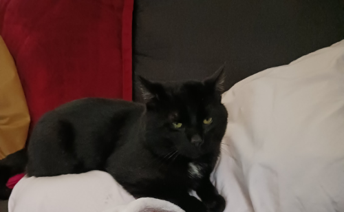 Lost Male Cat last seen Turney road/ Warner road , Cleveland, OH 44105