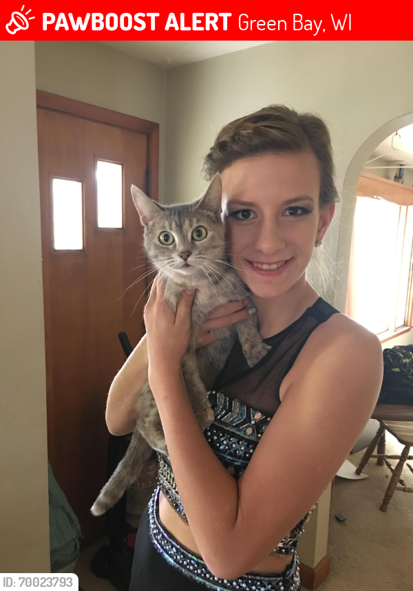 Lost Female Cat last seen By noodles and company, East town mall, Green Bay, WI 54302