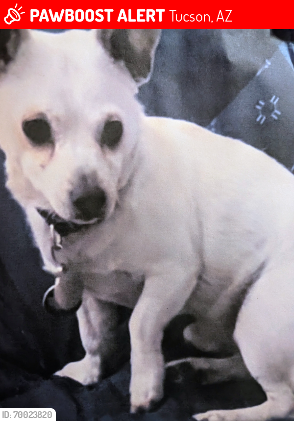 Lost Male Dog last seen diamond st & mathews ave, Tucson, AZ 85705