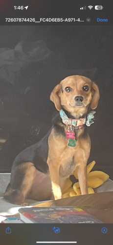 Lost Female Dog last seen She was last seen by the tennis courts in Bellmoore park with a leash still attached to her collar. , Duluth, GA 30097