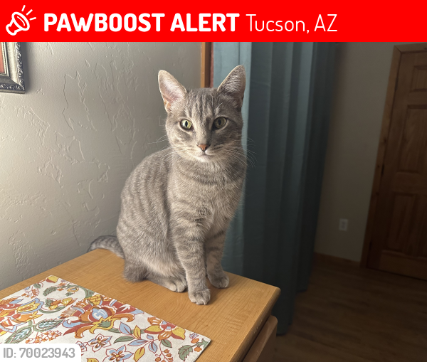 Lost Female Cat last seen She has been seen around Silverbell, Camino del Cerro, Sweetwater, Goret, and Ironwood Hills area., Tucson, AZ 85745