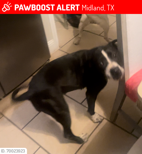 Lost Female Dog last seen Taylor and S. Baird St, Midland, TX 79701