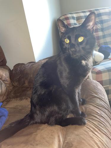 Lost Male Cat last seen Near intersection of 85th St and Minnesota Ave, Sioux Falls, SD 57108